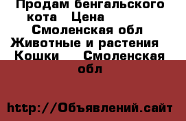 Продам бенгальского кота › Цена ­ 5 000 - Смоленская обл. Животные и растения » Кошки   . Смоленская обл.